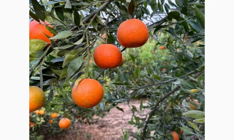 Мандарин Клементин Завозимо через Румунію, ціна в тоннах - фото № 2