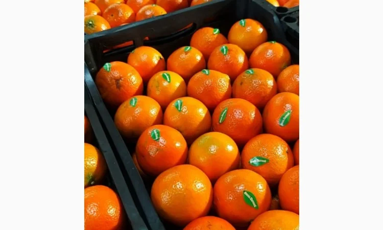 Мандарины свежие Египет - фото № 1