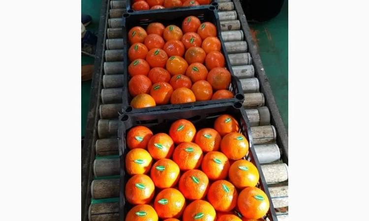 Мандарины свежие Египет - фото № 3