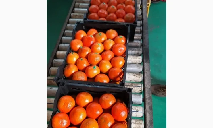 Мандарины свежие Египет - фото № 4