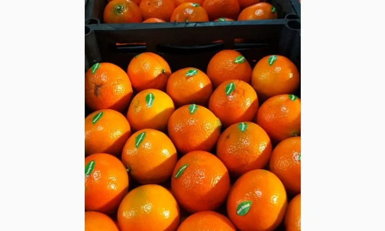 Мандарины свежие Египет - фото № 5