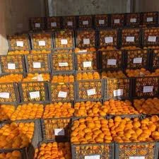 Продам мандарины оптом грузия к - фото № 1