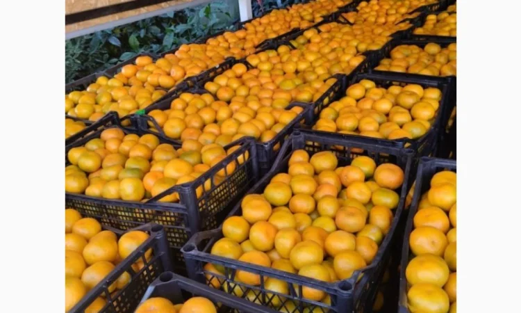 Мандарины, крупные. Грузия. Сладкие - фото № 2