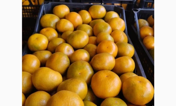 Мандарины, крупные. Грузия. Сладкие - фото № 3