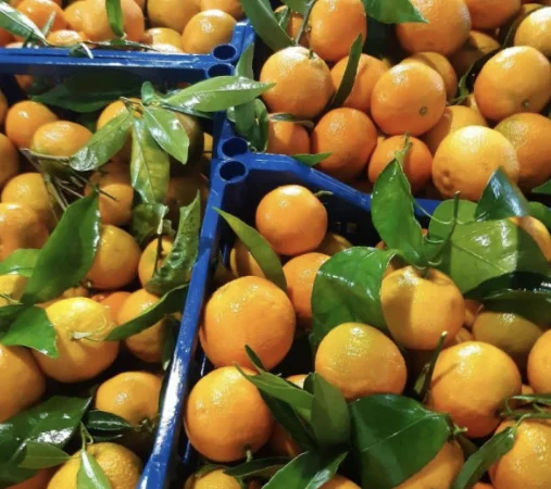Продам мандарины опт и в розницу - фото № 1