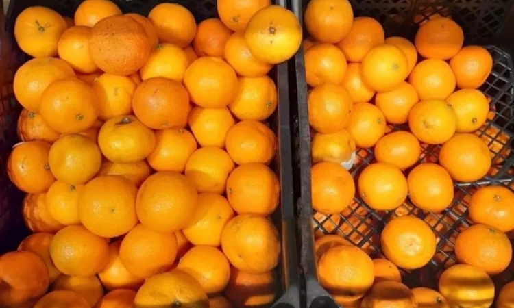 Продам мандарины Клементин - фото № 1