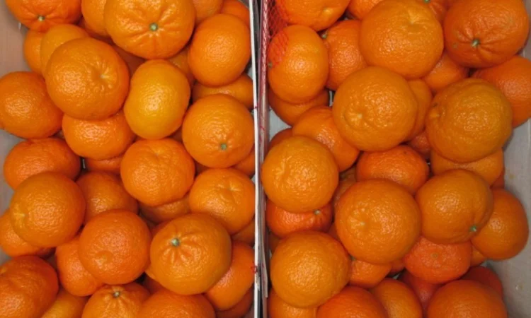 Iспанський Мандарин - фото № 1