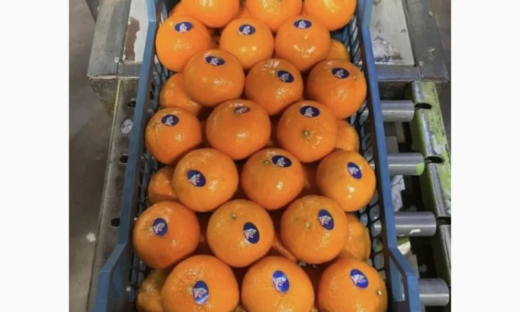 Продам Мандарины оптом по цене 36грн кг - от 5 тонн без брака доставка - фото № 3