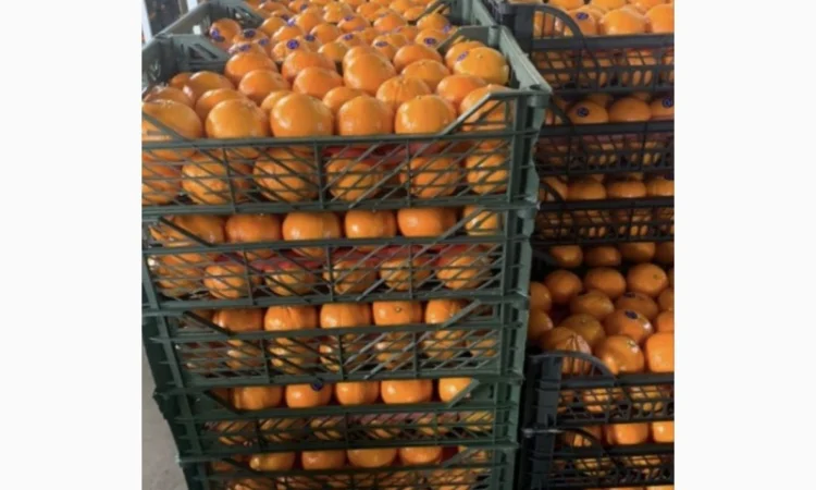 Продам Мандарины оптом по цене 36грн кг - от 5 тонн без брака доставка - фото № 5