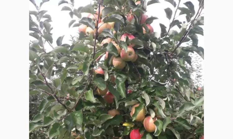 Продам яблоки оптом - фото № 2