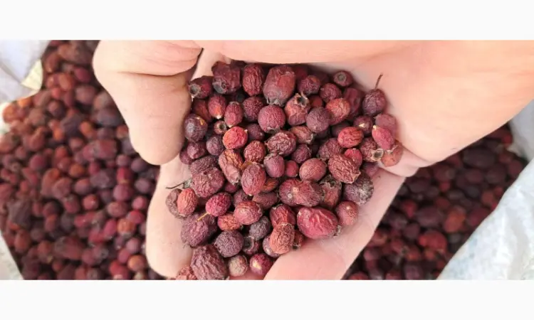 Куплю ягоды боярышника сырые и сухие - фото № 1
