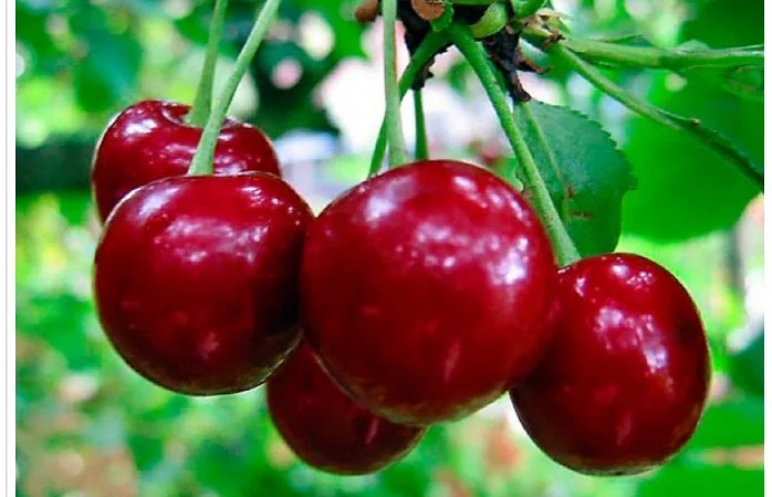 Купуємо свіжі вишні - фото № 1