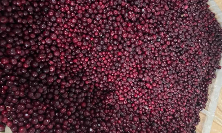 Вишня заморожена, Вишня - фото № 2