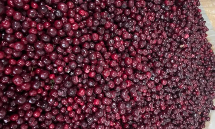 Вишня заморожена, Вишня - фото № 3