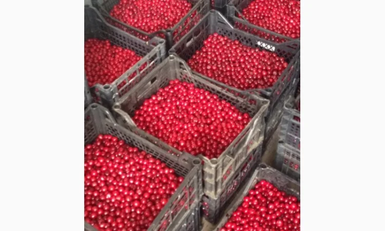 Куплю вишню - фото № 2