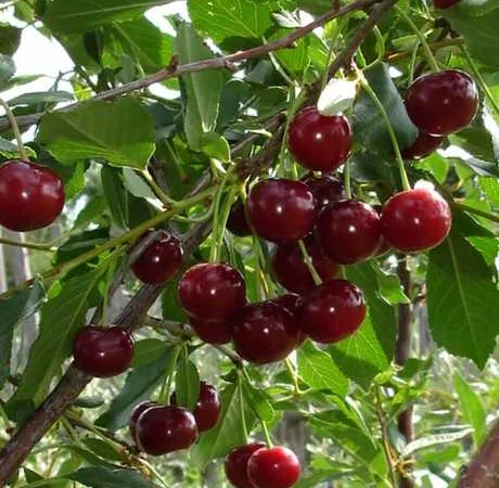 Закупляємо вишню оптом - фото № 1