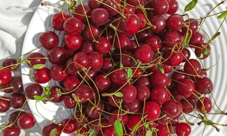 Куплю вишню оптом на заморозку від 5 тонн - фото № 1