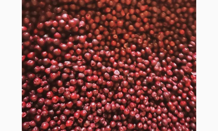 Куплю Вишню - фото № 1