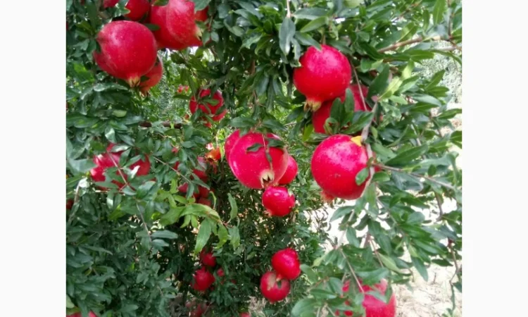 Ручна граната оптом - фото № 3