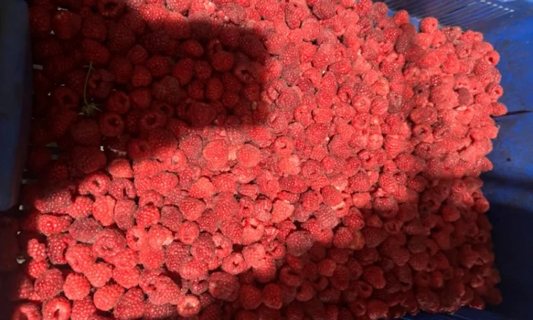 Продам малину 80/20 або в чешці - фото № 1