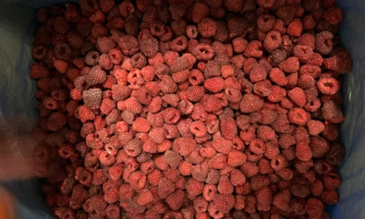 Продам малину 80/20 або в чешці - фото № 3