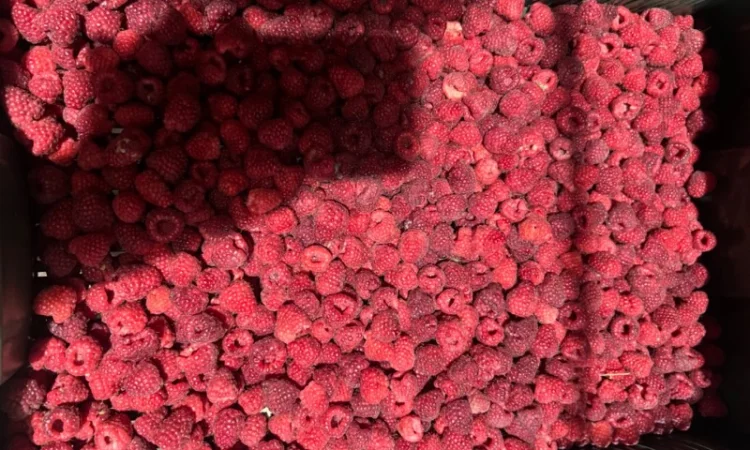 Продам малину 80/20 або в чешці - фото № 4