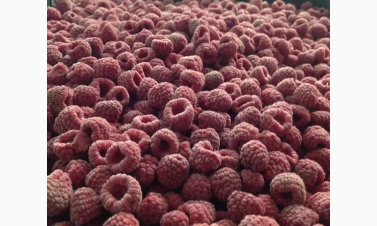 Куплю МАЛИНУ !!! Закупка МАЛИНЫ - фото № 1