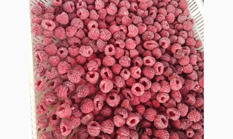 Продам МАЛИНУ замороженную - фото № 1