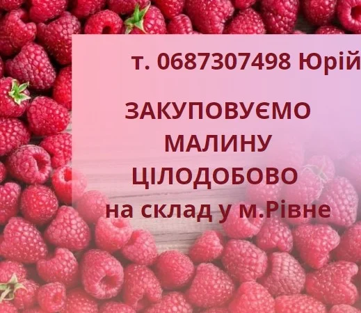 Закуповуємо свіжу малину - фото № 1