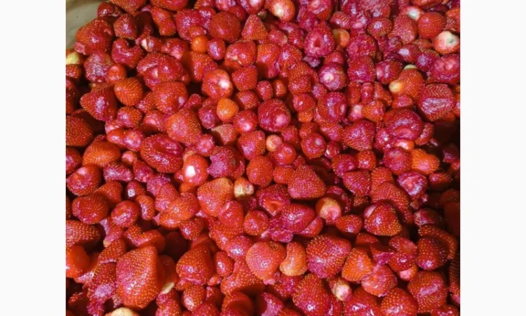 Закуповуємо заморожені ягоди - фото № 2