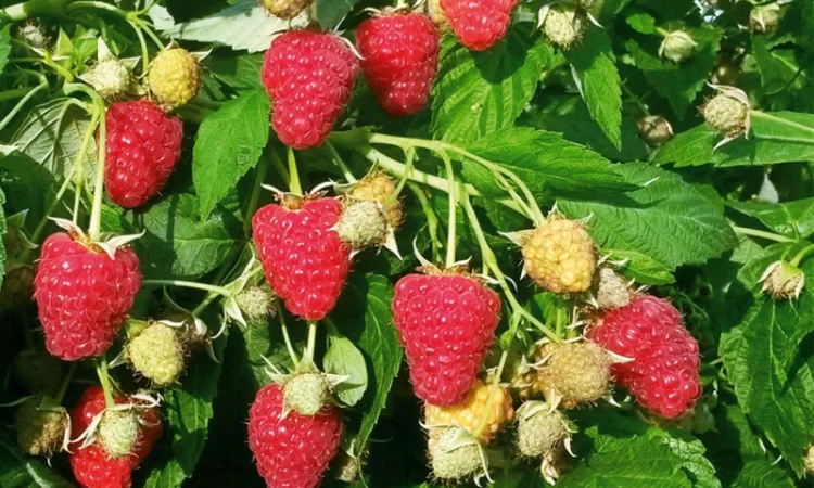 Купуємо малину оптом на заморозку від 5 тонн - фото № 1