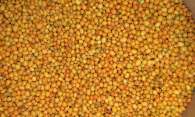 Облепиха шоковой заморозки - фото № 1