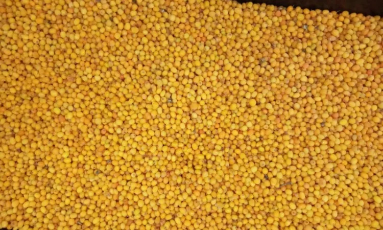 Продам обліпиху - фото № 2