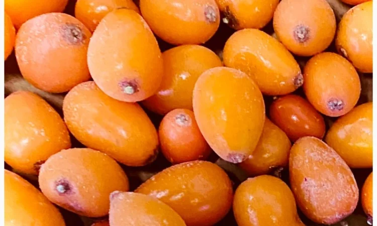 Продам обліпиху заморожену - фото № 1