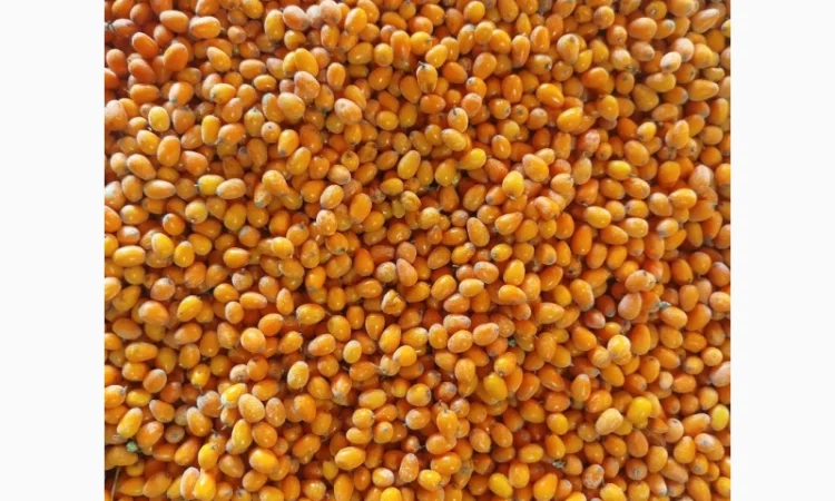 Облепиху - фото № 1