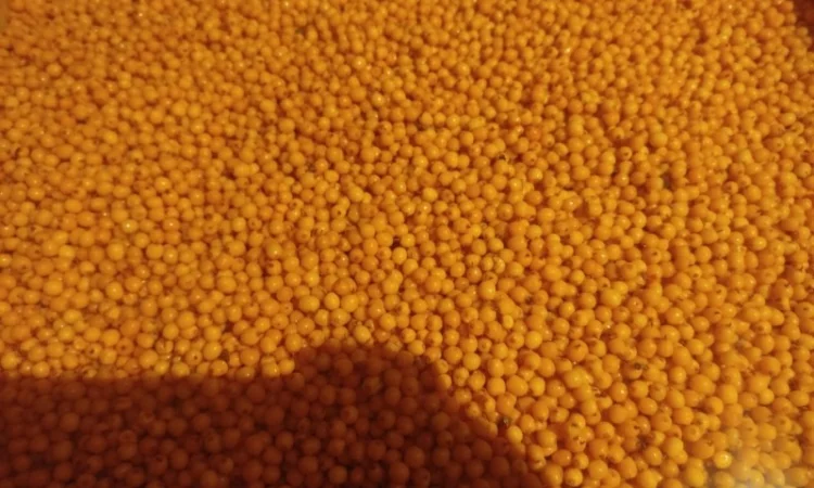 Облепиху - фото № 2