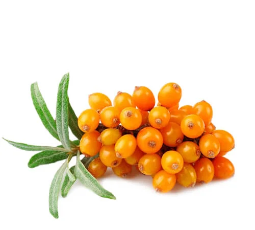 Куплю обліпиху ягоду на гілці - фото № 1