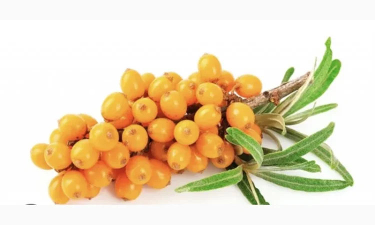 Куплю обліпиху ягоду на гілці - фото № 3