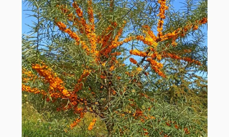 Куплю обліпиху на гілці та без - фото № 1