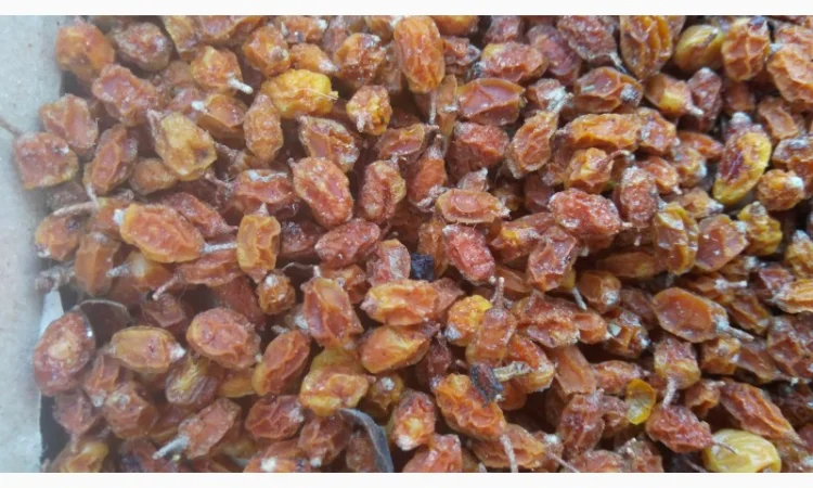 Продам суху ягоду Обліпихи - фото № 2