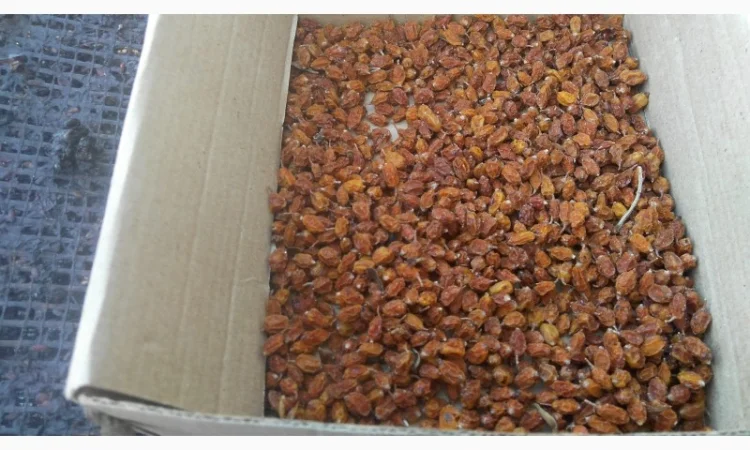 Продам суху ягоду Обліпихи - фото № 3