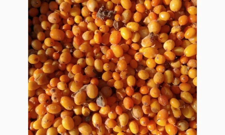 Продам обліпиху, облепиху - фото № 4