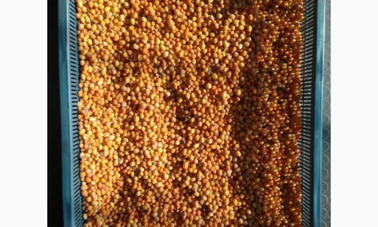 Продам обліпиху, облепиху - фото № 5