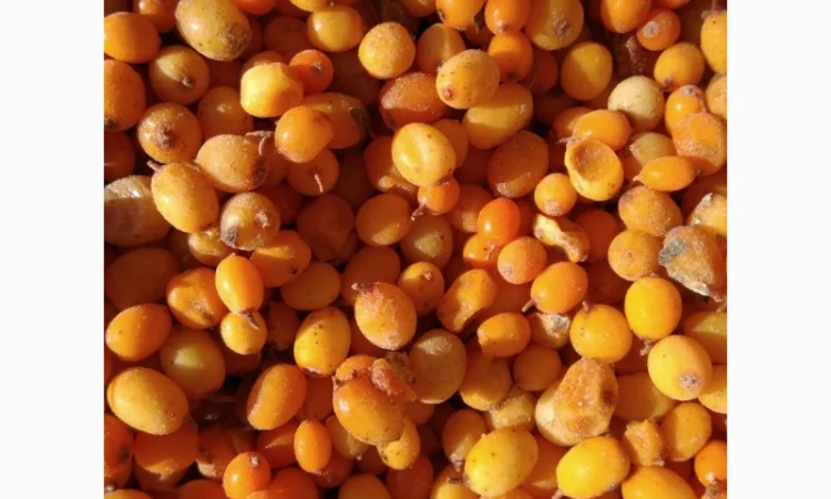 Продам обліпиху, облепиху - фото № 6