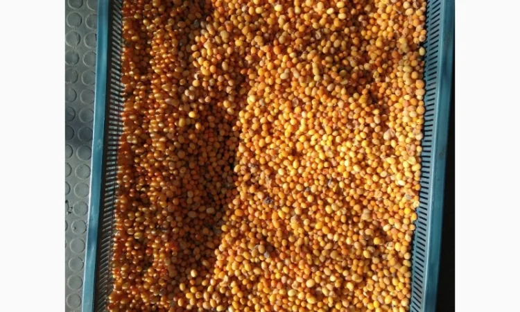 Продам обліпиху, облепиху - фото № 1