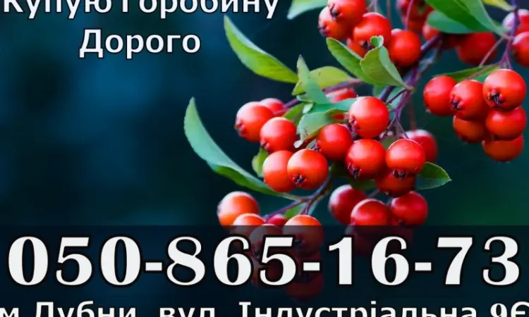 Закупаем ягоду рябины!Дорого - фото № 1