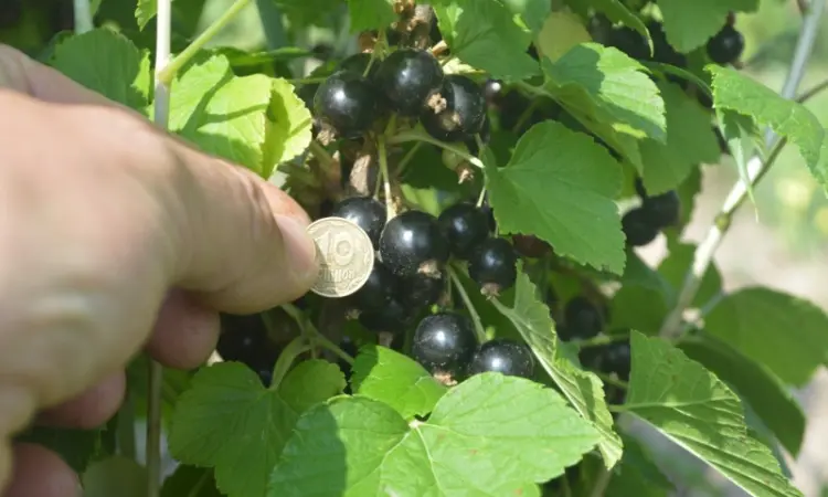 Ягоды смородины черной продам - фото № 2