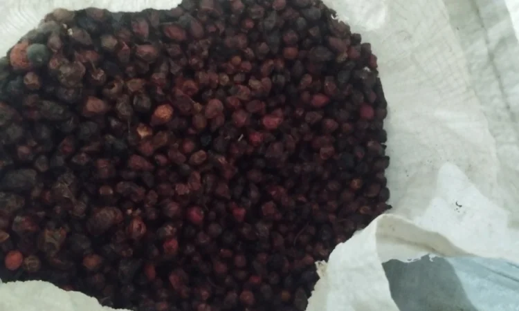 Продам шипшину з сушки - фото № 2