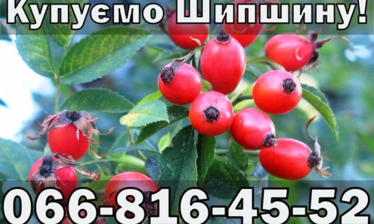 На постійній основі купую Шипшину!Дорого - фото № 1