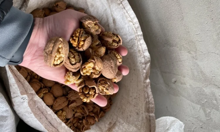 Грецький горіх - фото № 3